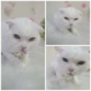 우아한개 이미지