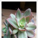 동운농장 이미지