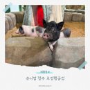 초정농장 | 청주 초정행궁점 쥬니멀 비오는 날 갈만한 곳 동물 체험