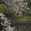 봄꽃의 향연 (4월14일 출사) 이미지