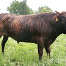 우리축산 이미지