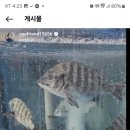 활어바다친구 이미지