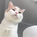 이야옹 이미지
