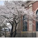 개화(아) 이미지