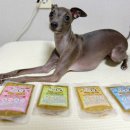 홍천 개아빠 이미지