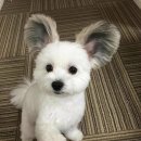 이쁜 댕댕이 이미지