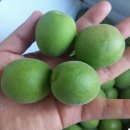 현옥농장 이미지