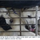 Dog# 이미지