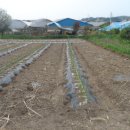 포포농장 이미지