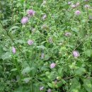 산채으뜸마을 이미지