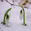 네일바르다 이미지