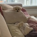 왕비막창 | 조잘조잘한 사랑