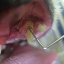 꿈에 동물병원 이미지