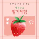 새양산유치원 | [양산 하늘유치원] 새콤달콤 딸기체험 봄소풍