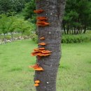 사명대사생가로 이미지