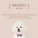 개를 위한 하루 이미지