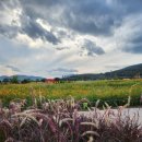 칠곡네거리 교통섬 이미지