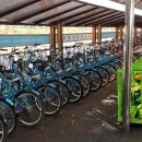 은행나무길 대여소 이미지