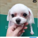 간지나개 이미지