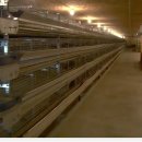 메추리농장 이미지