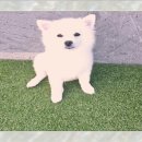 보람애견 네이버블로그