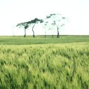 보리밭사이길로 이미지