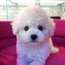 아이러브독 서초점 이미지