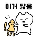 두레박산오징어 이미지