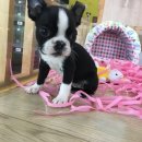 An's 명품펫 애견백화점 이미지