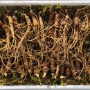 강원도 횡성군 횡성읍 화성로 이미지