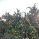 제주 조이황토리조트 이미지