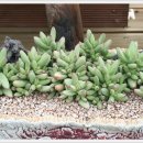 파랑새농장 이미지