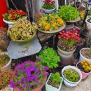 대련숯불갈비 이미지