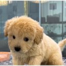 행복한강아지와고양이 이미지