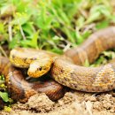 선비뜨락 이미지