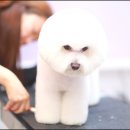 모찌펫살롱 이미지