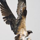 하강화분