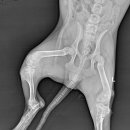 우리들동물병원 이미지