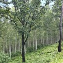 (동영상) 인제 원대리 자작나무 숲 인근 투자용지 이미지