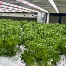 스마트팜 이미지