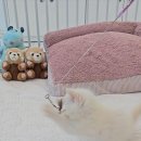 나는 고양이에 빠지다 | 안양고양이,나는고양이에빠지다다녀왔습니다