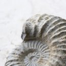 제주화석박물관 이미지