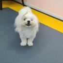 mm애견공방 이미지