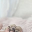 인천강아지분양 판도라독 가정분양 이미지