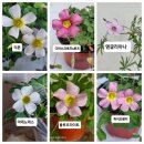(완료)사랑초 엔글리아나 리본 아데노데스 이미지