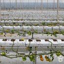 임실레드팜영농조합법인 이미지