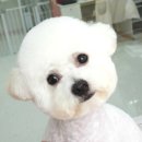 그루밍_light 이미지