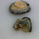 전복이야기 이미지