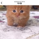 김포고양이분양 맘스캣 이미지