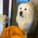 멍멍하우스 이미지